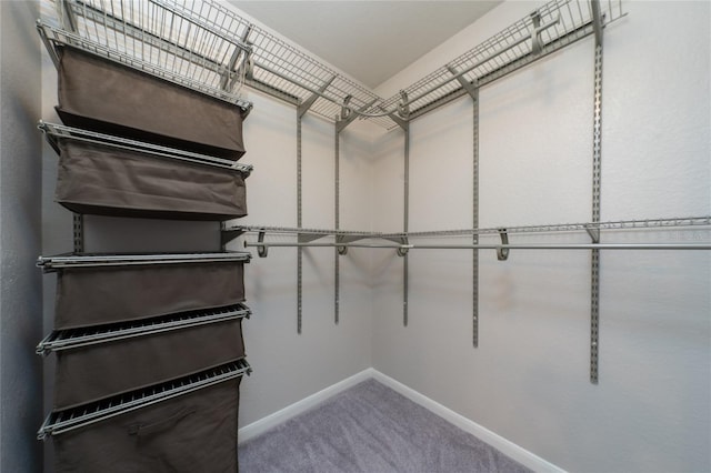 walk in closet with carpet floors