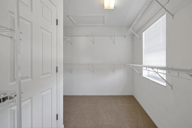 spacious closet with attic access and carpet