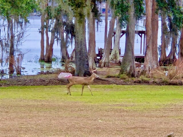 6037 Lake Erie Rd, Groveland, FL 34736 - view of green lawn