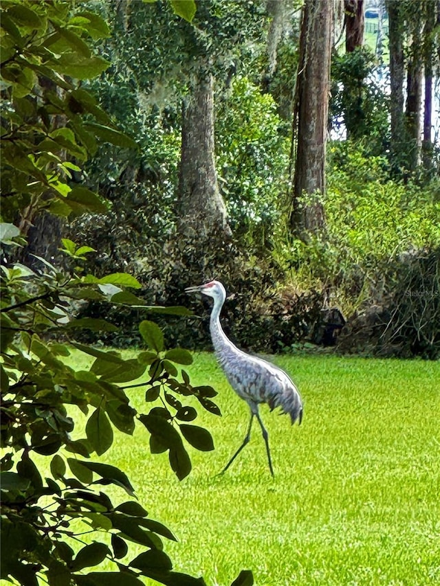 6037 Lake Erie Rd, Groveland, FL 34736 - view of green lawn