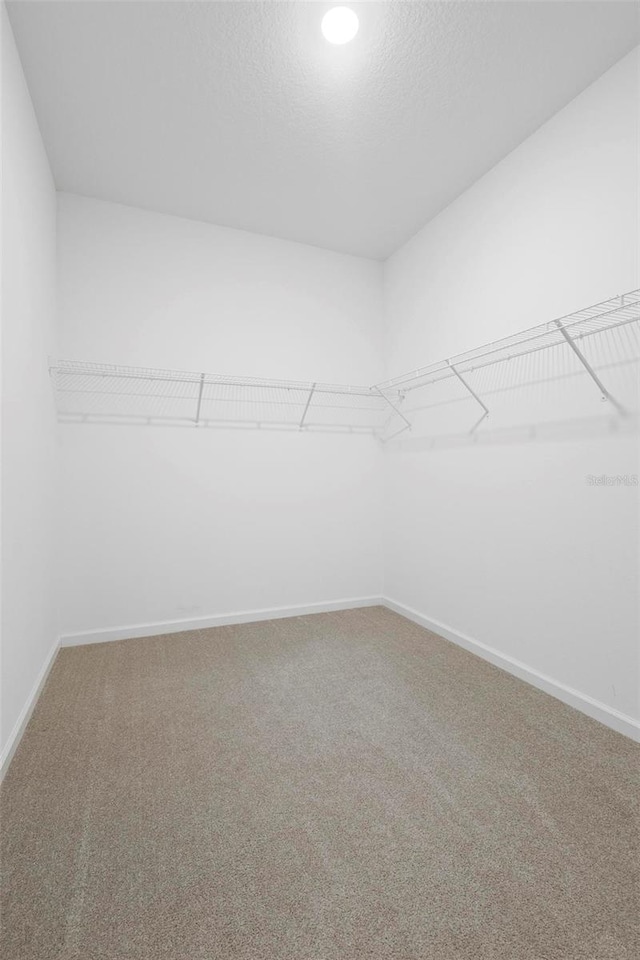 walk in closet with carpet flooring