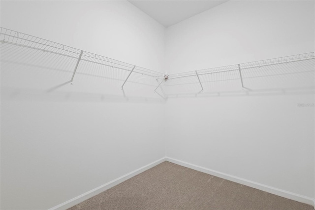 spacious closet with carpet