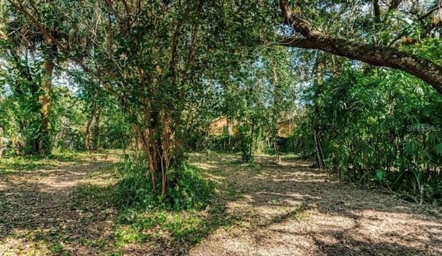 2902 Little Rd, Valrico, FL 33596 - view of local wilderness