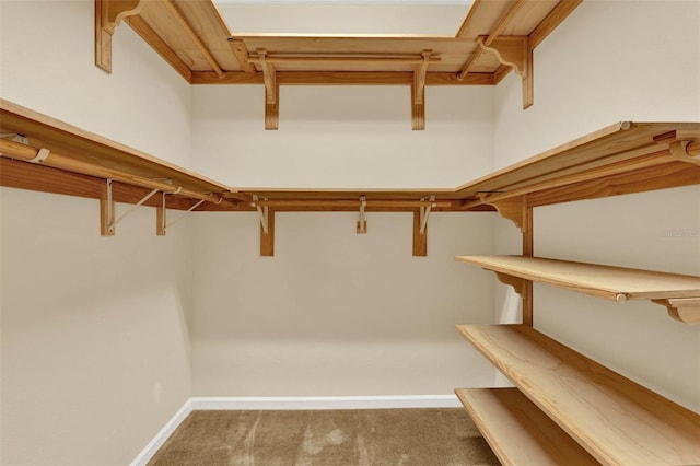spacious closet featuring carpet floors