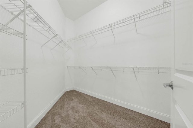 spacious closet featuring carpet flooring