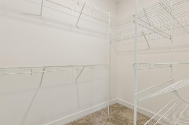 spacious closet featuring carpet floors