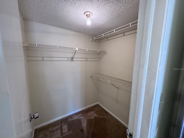 spacious closet featuring carpet flooring
