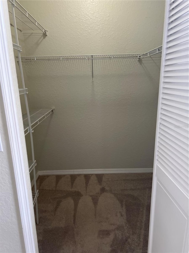 spacious closet featuring carpet
