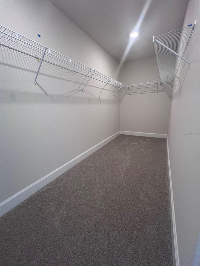 spacious closet featuring carpet floors