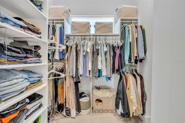 walk in closet featuring carpet flooring