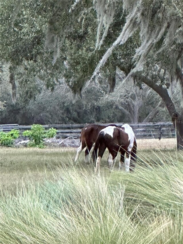1880 Perch Hammock Loop, Groveland, FL 34736 - view of yard