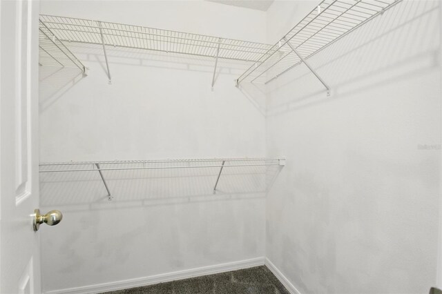 walk in closet featuring carpet flooring