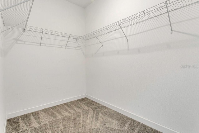 walk in closet with carpet floors