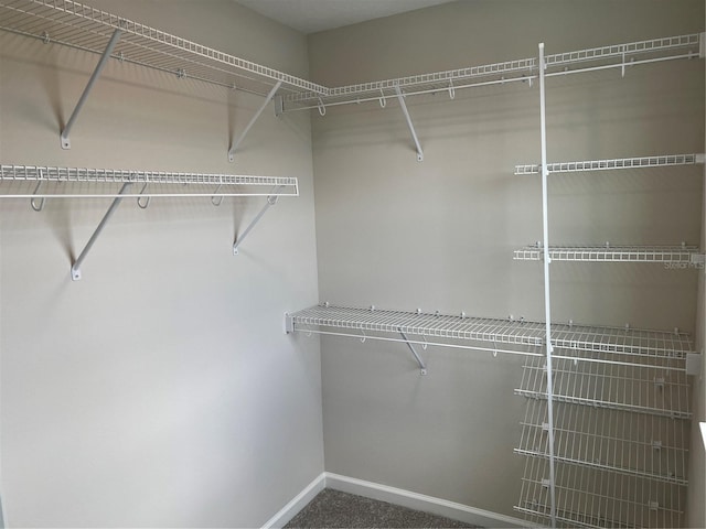walk in closet featuring carpet flooring