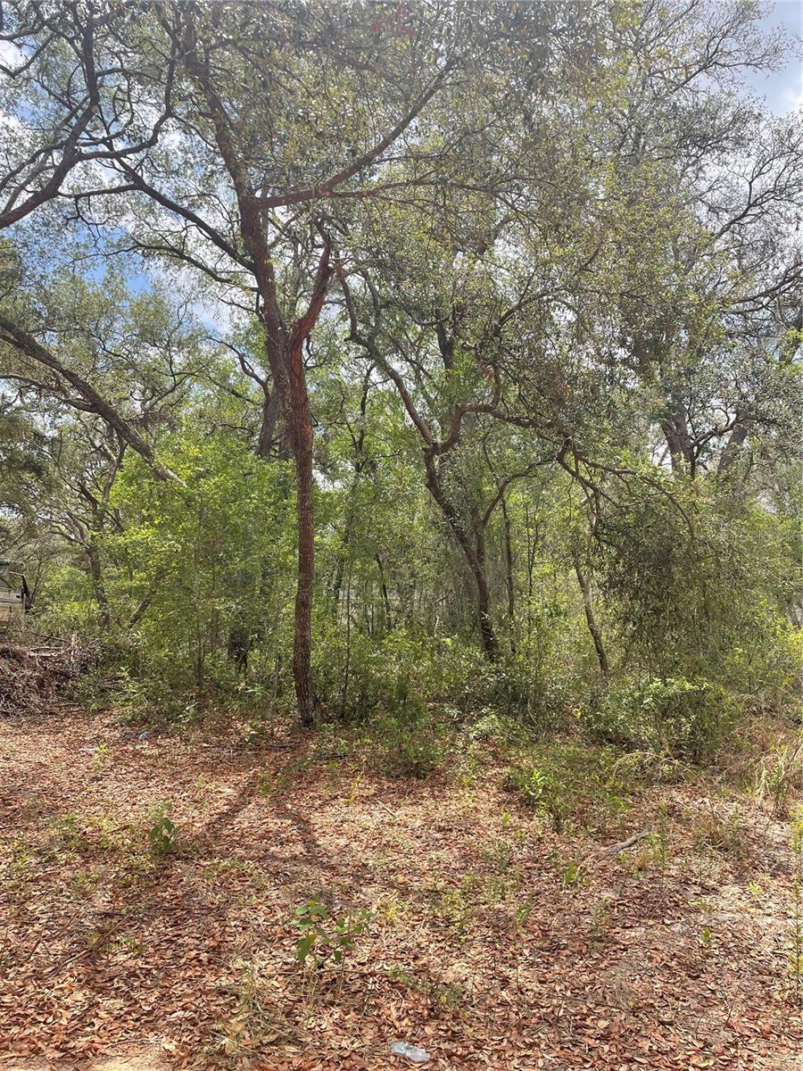 Juniper St, Lady Lake, FL 32159 - photo 3