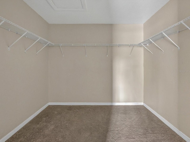 spacious closet with carpet flooring