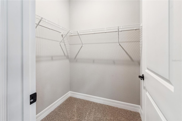 walk in closet with carpet floors