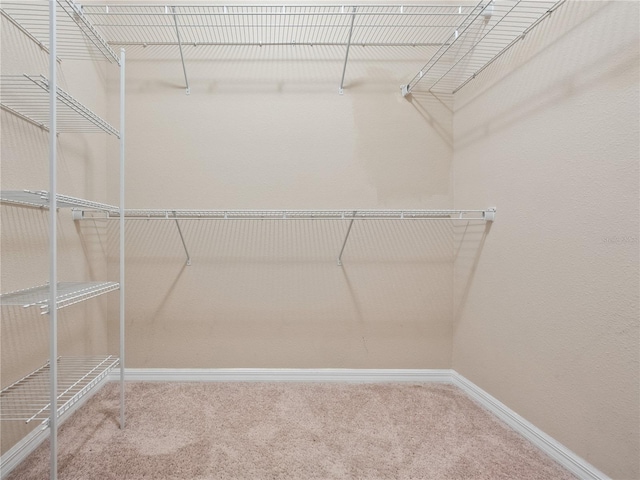 spacious closet featuring carpet