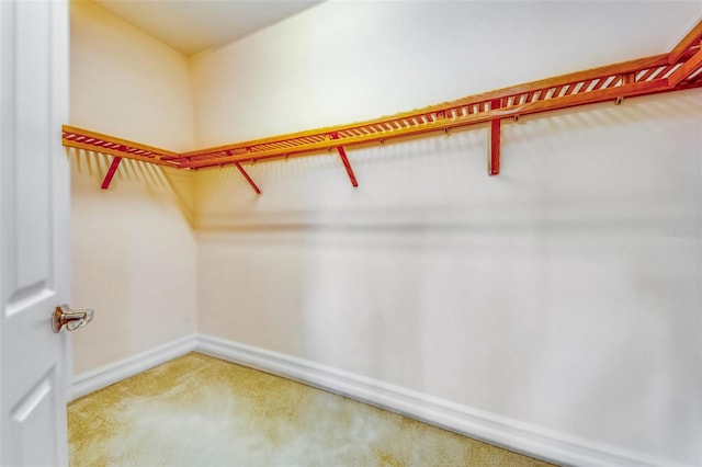 walk in closet with carpet flooring