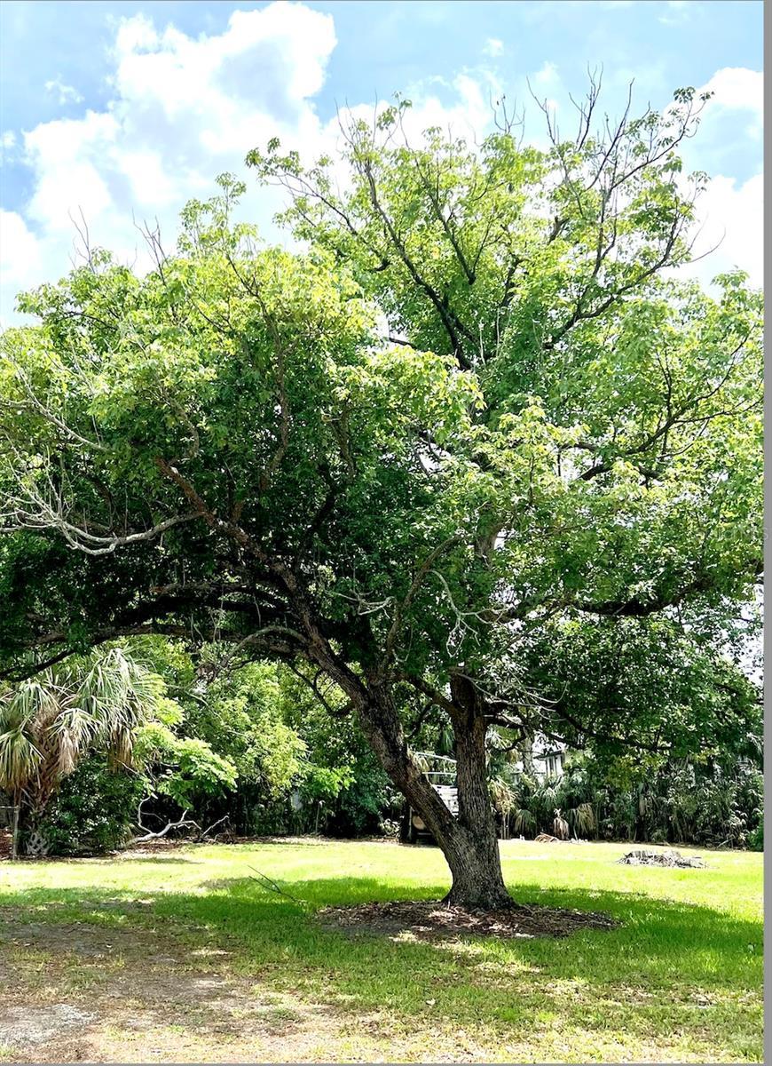 W Vining St, Winter Garden, FL 34787