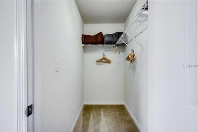 walk in closet featuring carpet