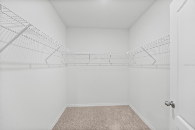 280 Caryota Ct, New Smyrna Beach, FL 32168 - walk in closet featuring carpet floors