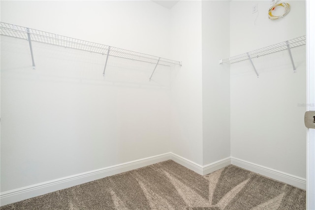 spacious closet featuring carpet