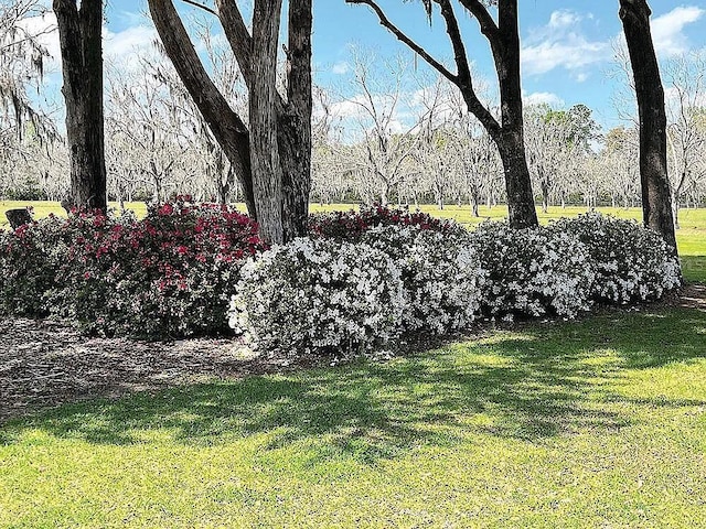 11317 NW 199th Ave, Alachua, FL 32615 - view of green lawn