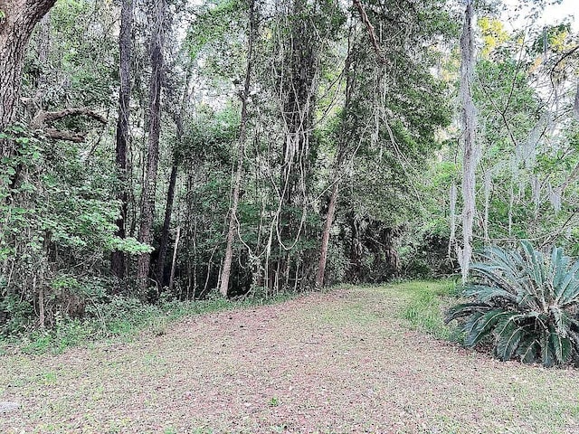 11317 NW 199th Ave, Alachua, FL 32615 - view of yard with a forest view