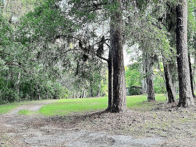 11317 NW 199th Ave, Alachua, FL 32615 - view of tree filled area