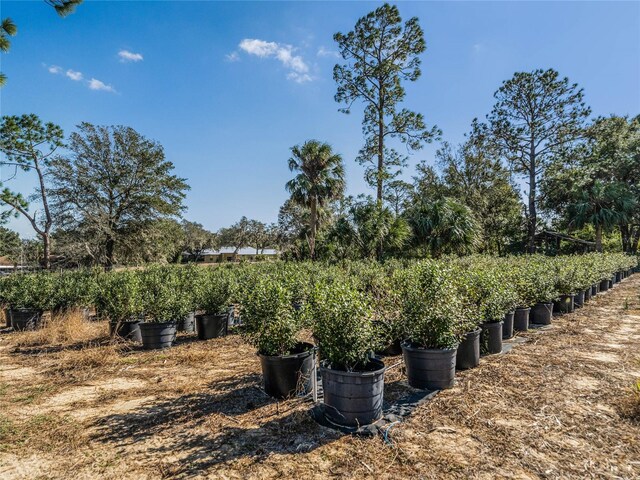 1323 Normandy Dr, Haines City, FL 33844 - view of yard