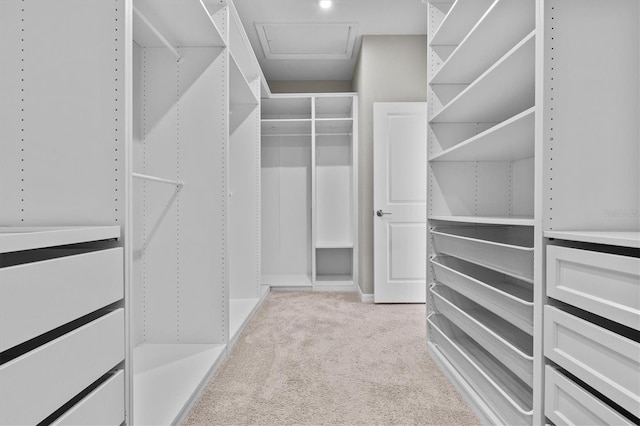 10516 Tranquil Meadow Loop, Riverview, FL 33569 - walk in closet featuring light colored carpet and attic access