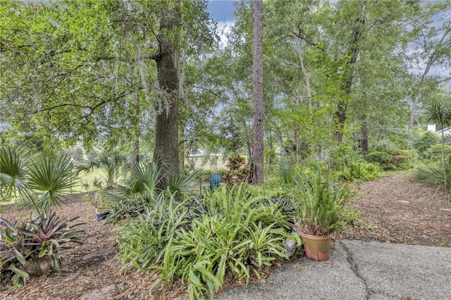 2132 Palm Vista Dr, Apopka, FL 32712 - view of yard