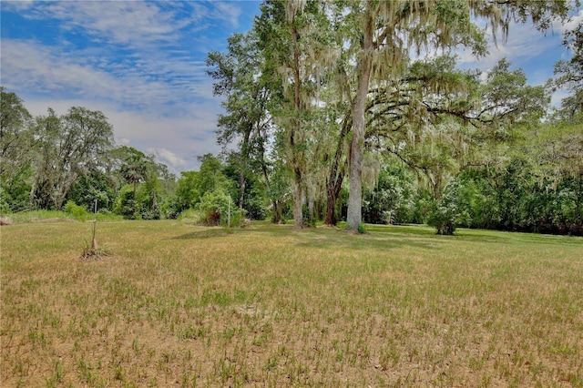 4802 Anton Ave, Apopka, FL 32712 - view of green lawn