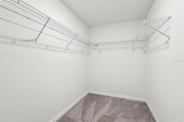 11632 Castine St, New Port Richey, FL 34654 - walk in closet featuring carpet