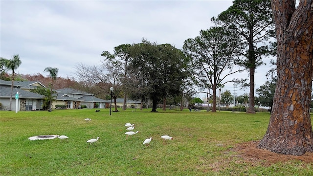 view of grassy yard