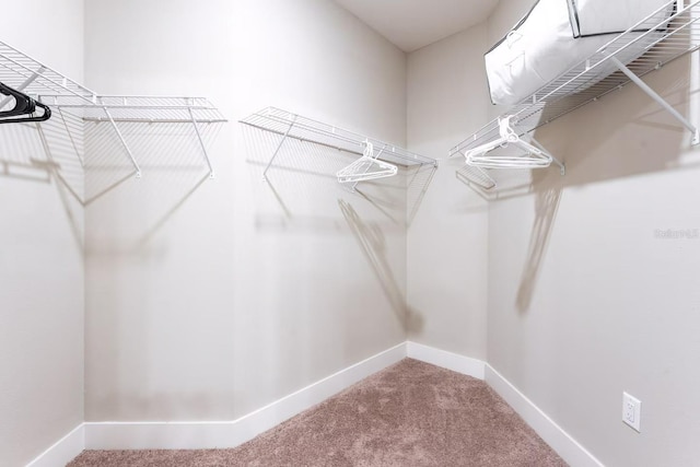 7951 Haverhill Way, Kissimmee, FL 34747 - walk in closet with carpet flooring
