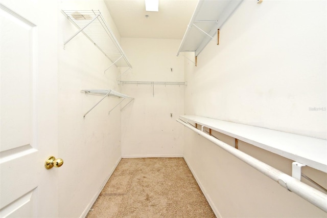 1086 Wickerwood St, Ocoee, FL 34761 - walk in closet with light colored carpet