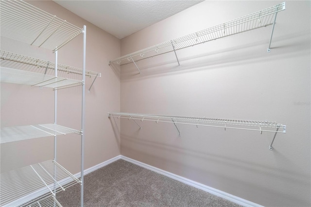 3651 NW 56th Ave, Ocala, FL 34482 - spacious closet featuring carpet floors