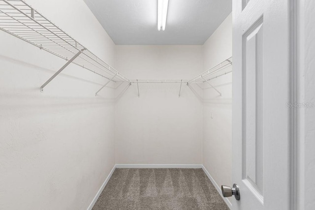 2825 NW 104th Ct Unit B, Gainesville, FL 32606 - walk in closet featuring carpet floors