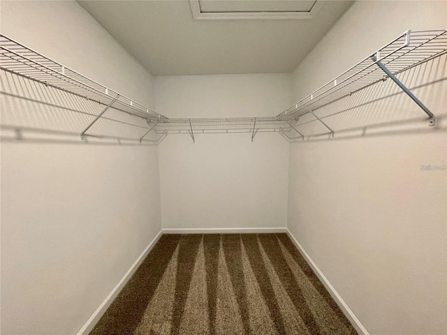 15579 Water Spring Blvd, Winter Garden, FL 34787 - walk in closet with carpet flooring and attic access