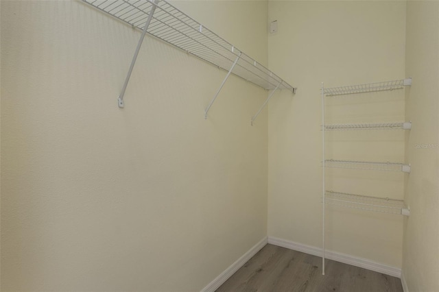 1065 Universal Rest Pl, Kissimmee, FL 34744 - walk in closet with light wood finished floors
