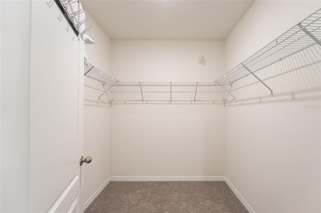 1792 Bull Hill Rd, Kissimmee, FL 34744 - walk in closet featuring carpet flooring