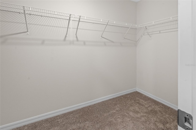 2817 Muller Oak Loop, Ocoee, FL 34761 - walk in closet with carpet flooring