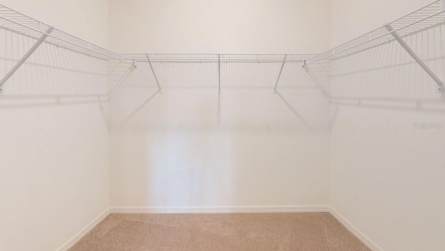 248 SW Cadence Gln, Lake City, FL 32024 - walk in closet with carpet floors