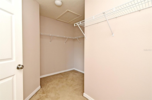 9223 Leeland Archer Blvd, Orlando, FL 32836 - walk in closet featuring carpet and attic access