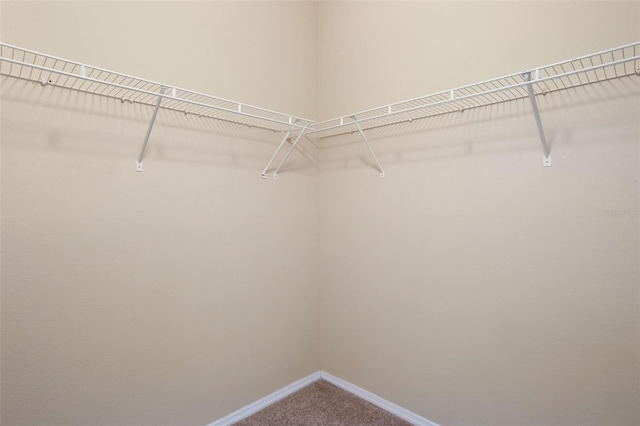 408 Summit Ridge Pl Unit 210, Longwood, FL 32779 - walk in closet featuring carpet floors