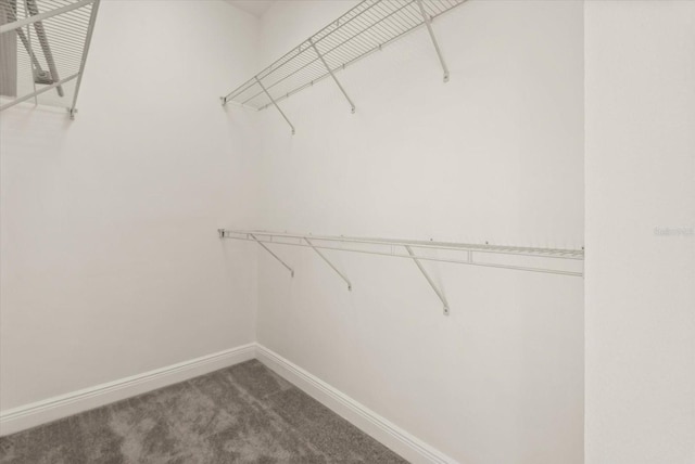 11 W Harding St Unit E, Orlando, FL 32806 - walk in closet featuring carpet floors