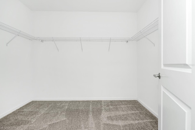 4288 Blackshear Ct, Clermont, FL 34714 - walk in closet featuring carpet floors