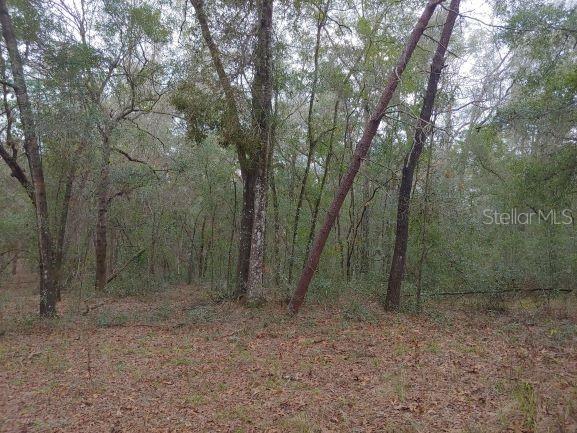 11980 S Iris Pt, Floral City, FL 34436 - photo 5
